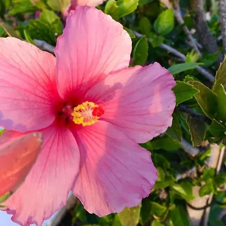 Villa Blackrock Blancas