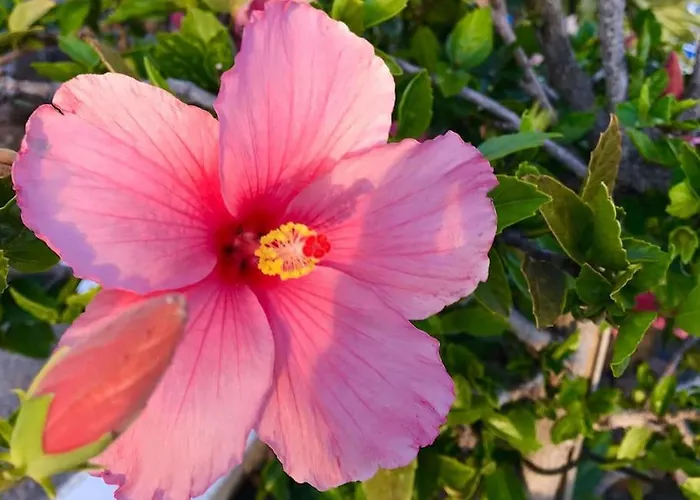 וילה Blackrock Blancas